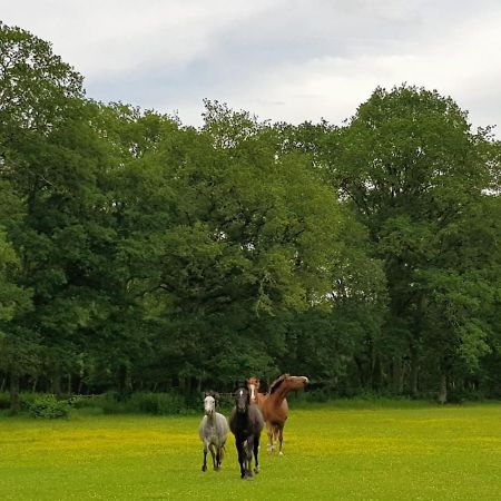 Haras Du Vignault Le Bucher Salbris Bagian luar foto